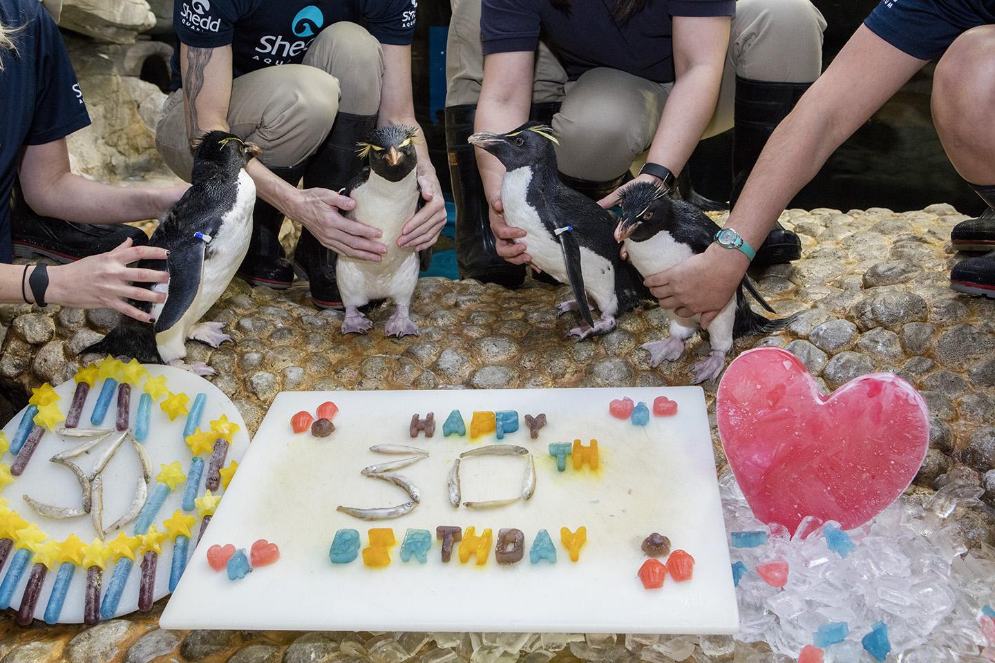 4 Shedd Penguins Celebrate Landmark 30th Birthday | Chicago News